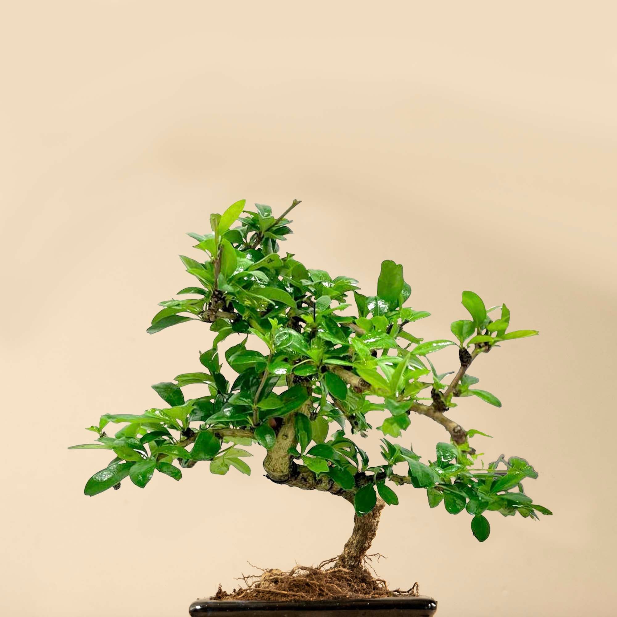 Carmona Katachi - 6 lat - bonsai do wnętrz