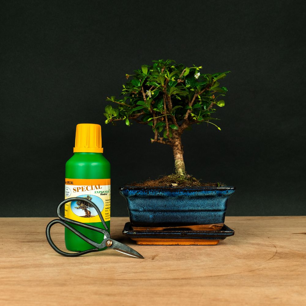 bonsai starter pack Carmona Ki - Bonsai – Elegant Fukien Tea, 25 cm