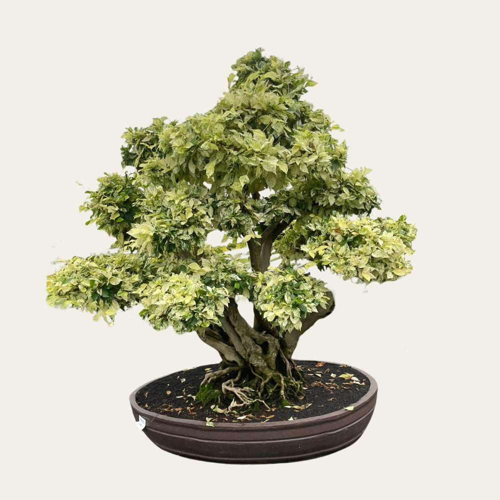 Duranta Nr.39 - bonsai 40 lat - 110 cm wysokoci - Bonsaiwonder   bonsaiwonder