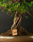 Ficus Furui