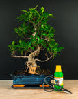 Ficus Starter Set - essential