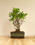 Ficus Eda