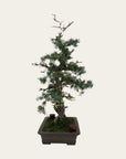 Juniperus Nr.42