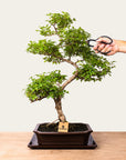 Ligustrum Bonsai nr 50