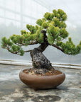 Pinus Parviflora Nr.11