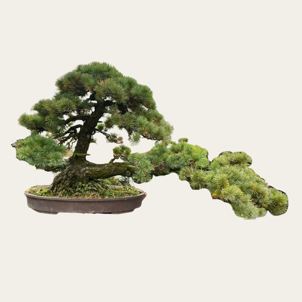 bonsai tree ikea care Pinus Nr.33 – 35-year-old bonsai – Unique horizontal trunk – bonsaiwonder®