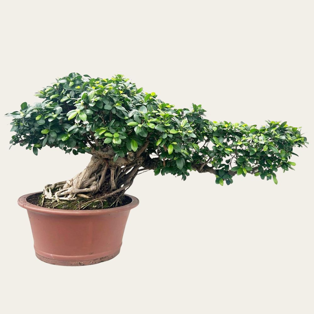 pyracantha bonsai Pyracantha Bonsai – PenJing Nursery main image 0