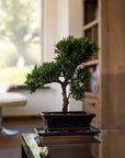 Podocarpus Onisan bonsai op tafel