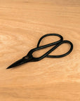 Ficus Starter Set - essential