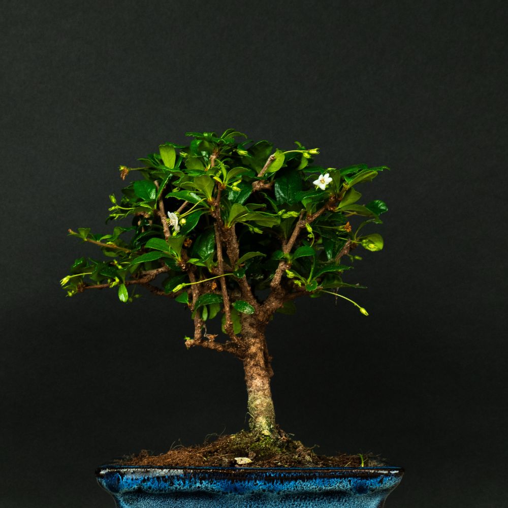 Carmona Ki - Bonsai – Elegant Fukien Tea, 25 cm