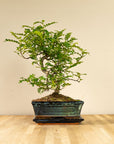 Zanthoxylum Shiito