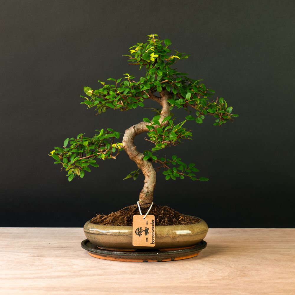 Zelkova Sensai - bonsai do wnętrz i na zewnątrz - 12 lat