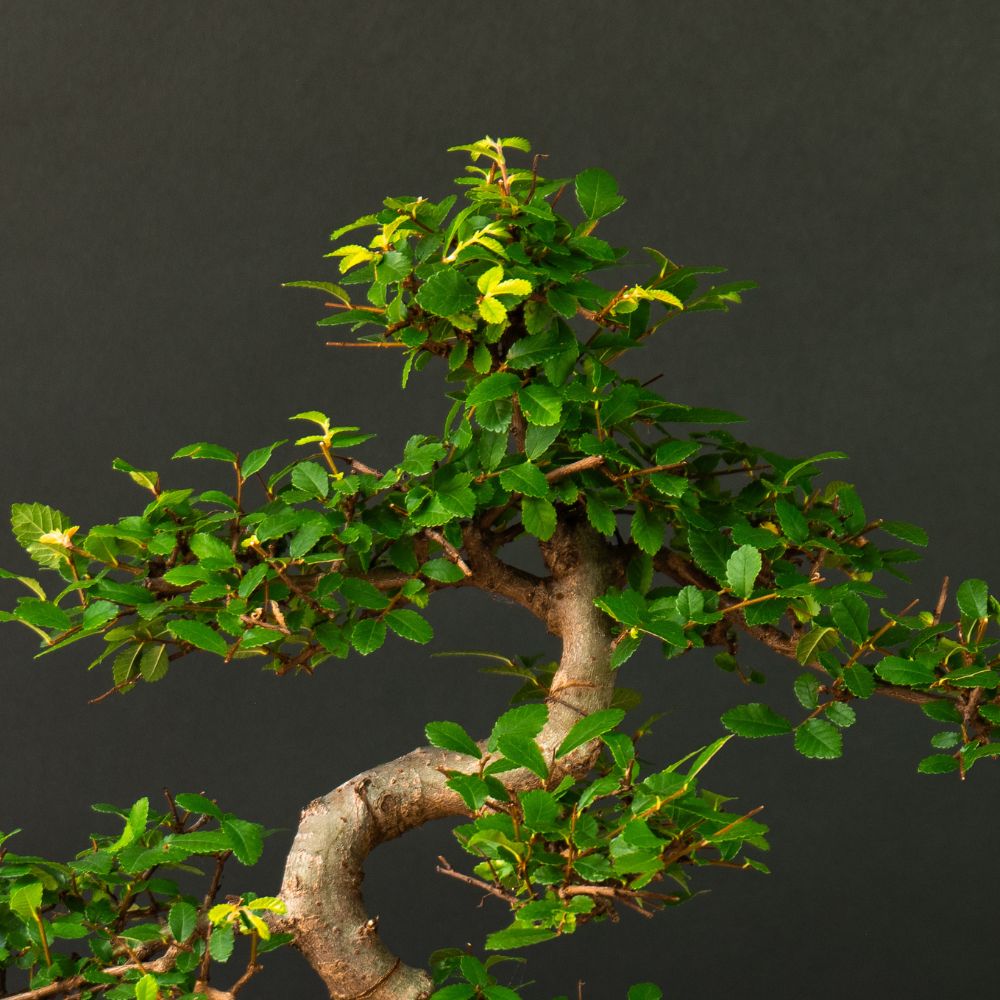 Zelkova Sensai - bonsai do wnętrz i na zewnątrz - 12 lat