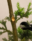 Cęgi wklęsłe do bonsai