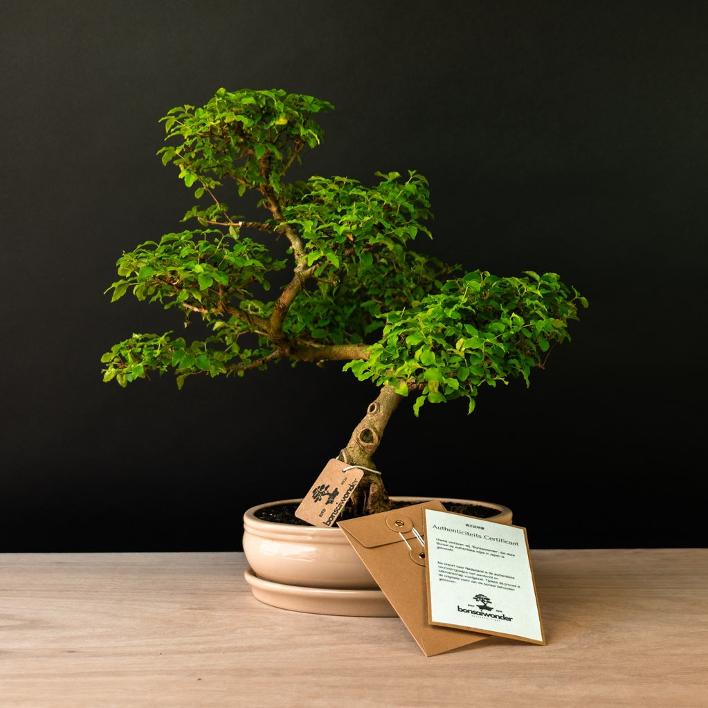 Genummerde Bonsai Collectie