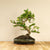 Carmona Chuu bonsai (bonsaiwonder) widok z przodu