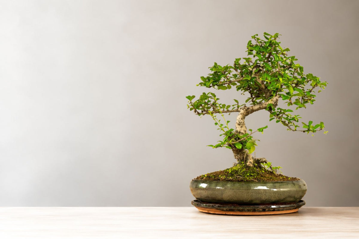 Pielęgnacja bonsai Carmona