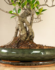 Ficus Ani