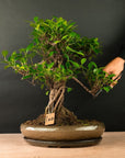 Ficus Furui