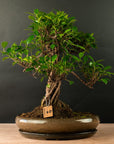 Ficus Furui