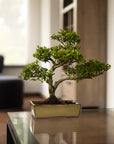 ILEX - Buiten bonsai boompje - sfeerfoto