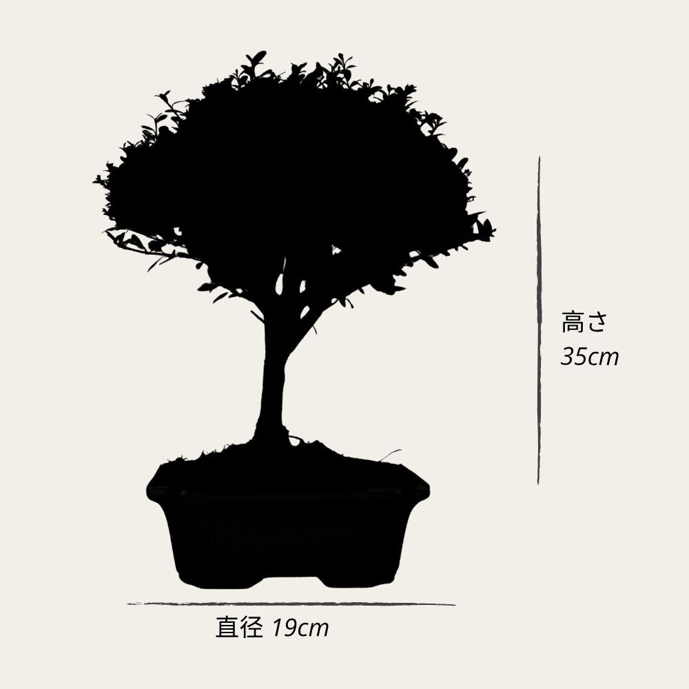Testowe bonsai
