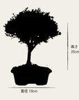 Testowe bonsai