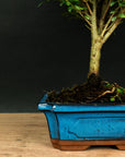 Testowe bonsai