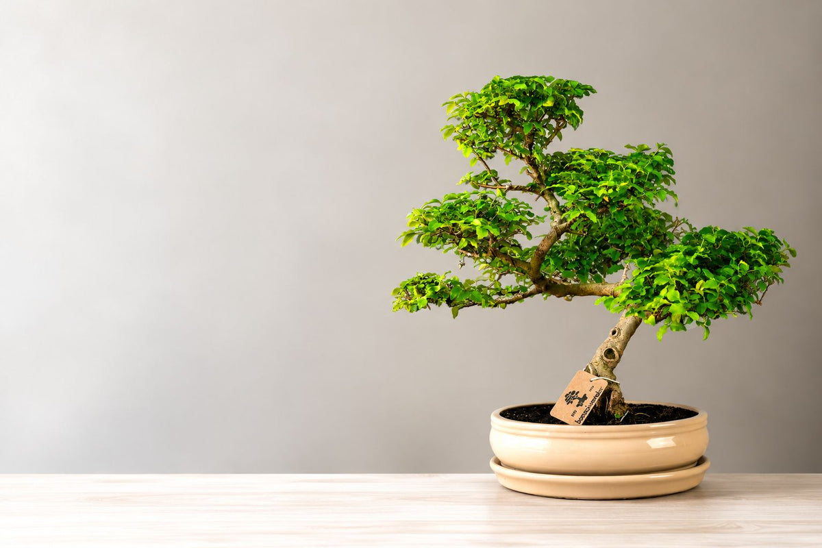 Pielęgnacja bonsai Ligustrum
