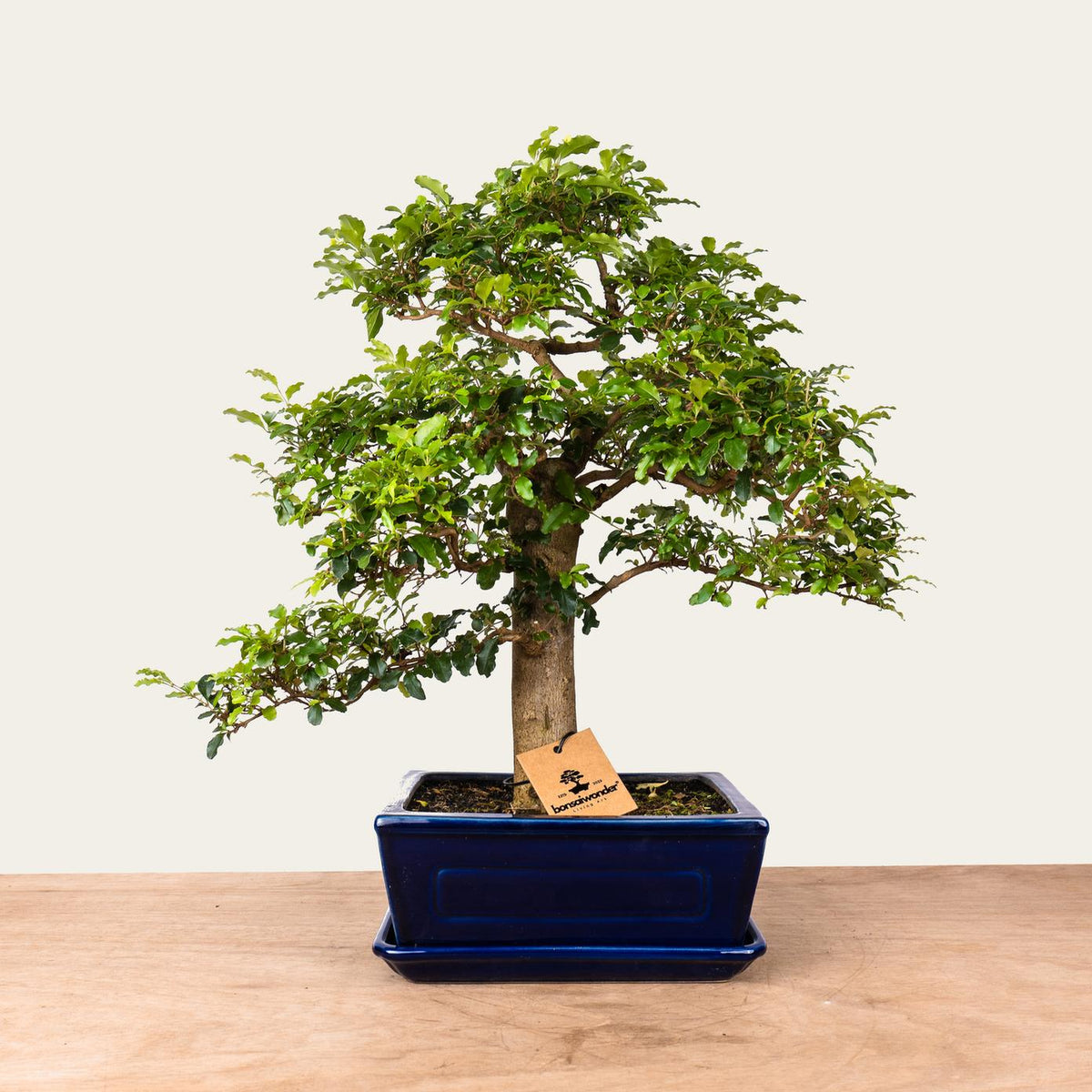 Ligustrum Bonsai No.47