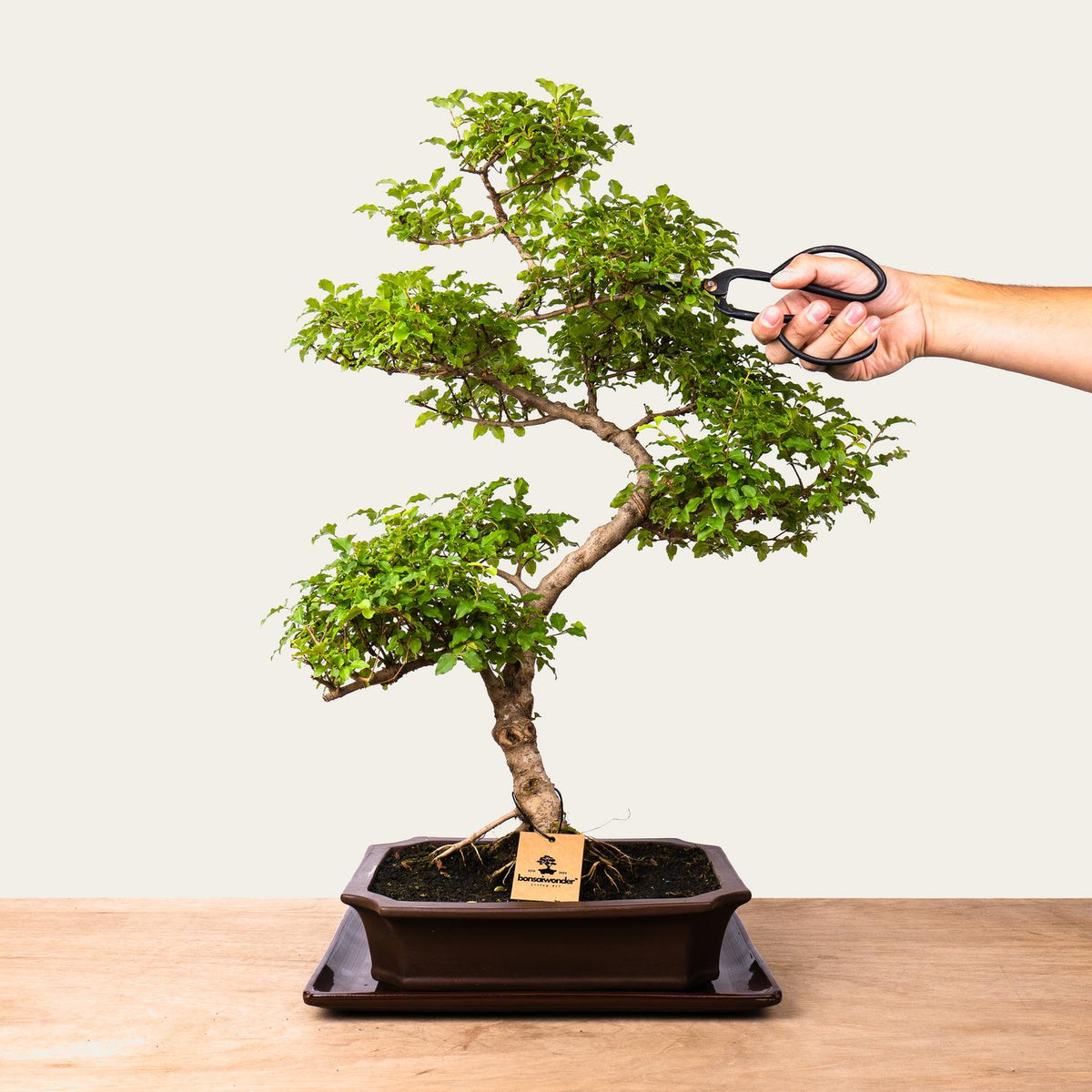 Ligustrum Bonsai nr 50