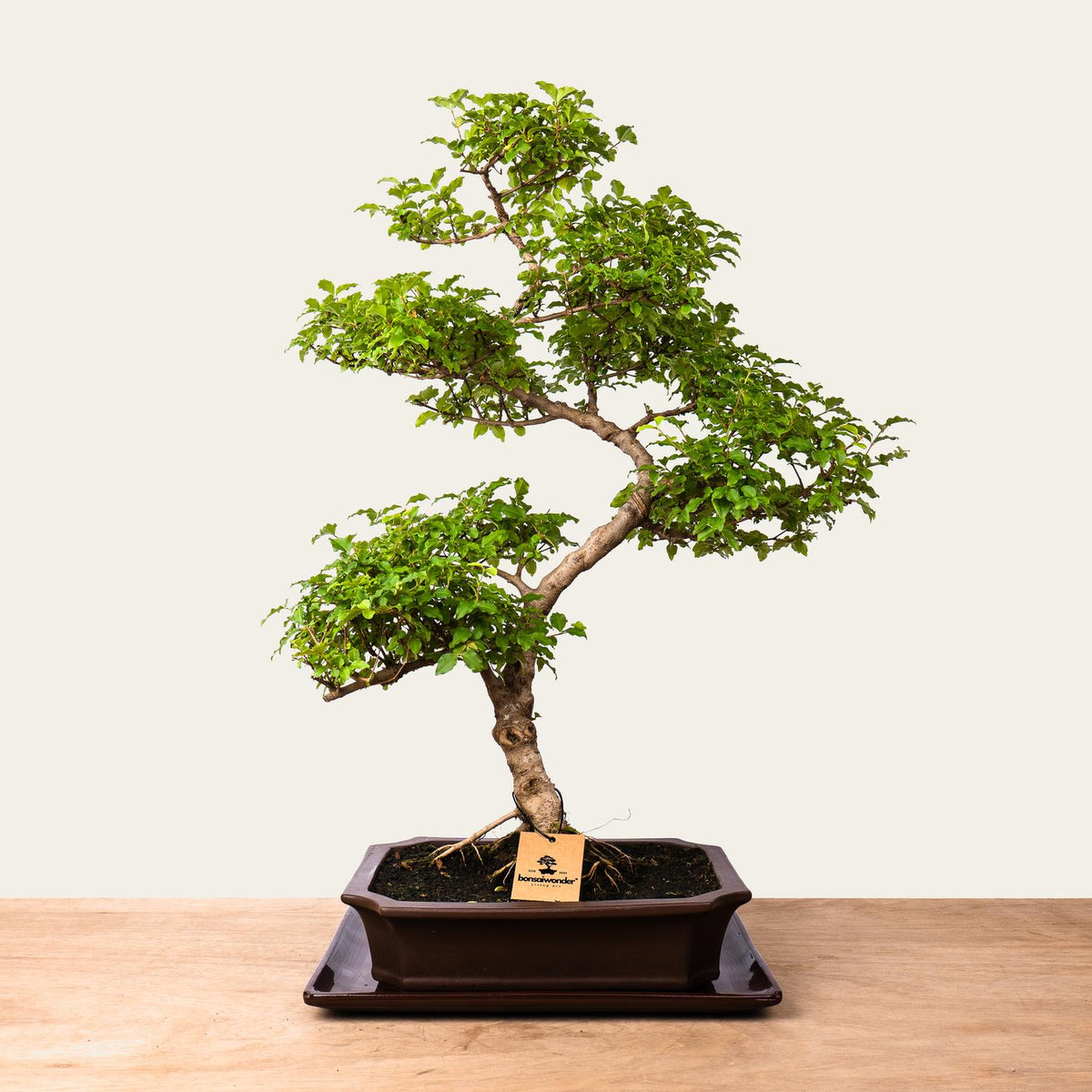 Ligustrum Bonsai nr 50