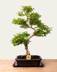 Ligustrum Bonsai nr 50