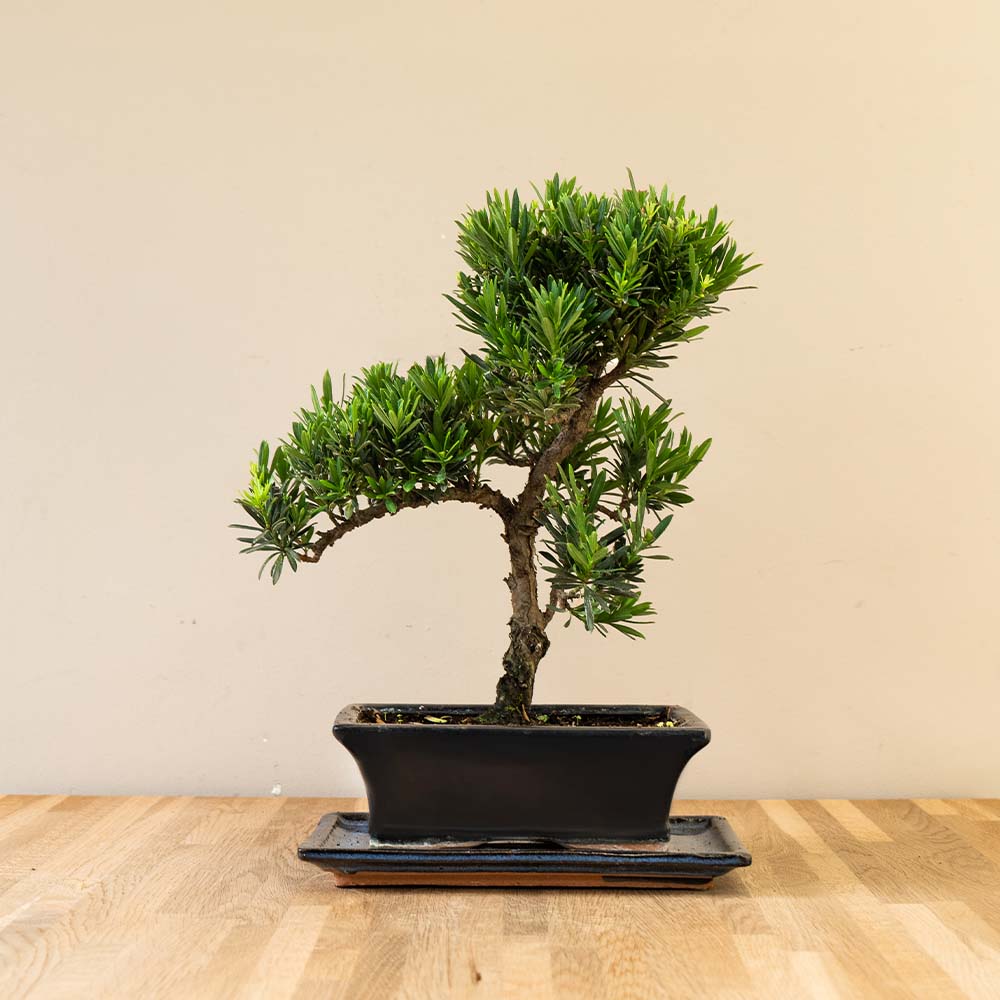 Podocarpus Onisan bonsai vooraanzicht
