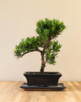 Podocarpus Onisan bonsai vooraanzicht