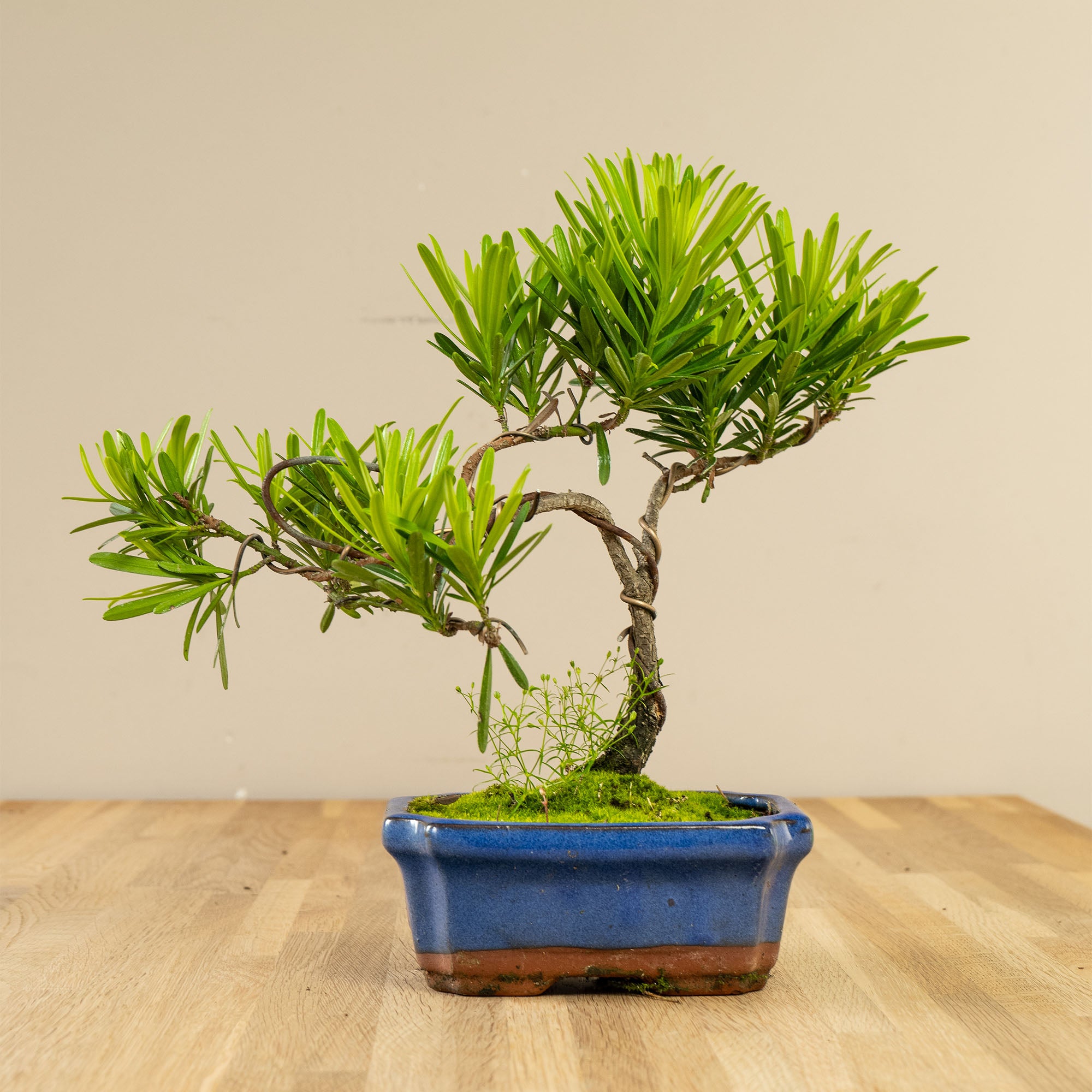Podocarpus Seishōnen