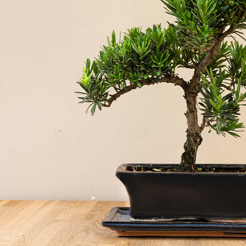 Podocarpus Onisan bonsai inzoom op pot