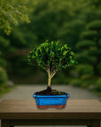 Testowe bonsai
