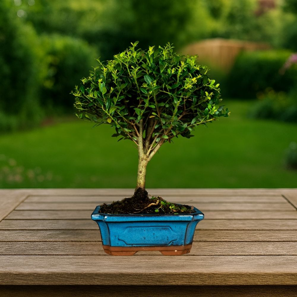 Testowe bonsai