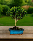 Testowe bonsai