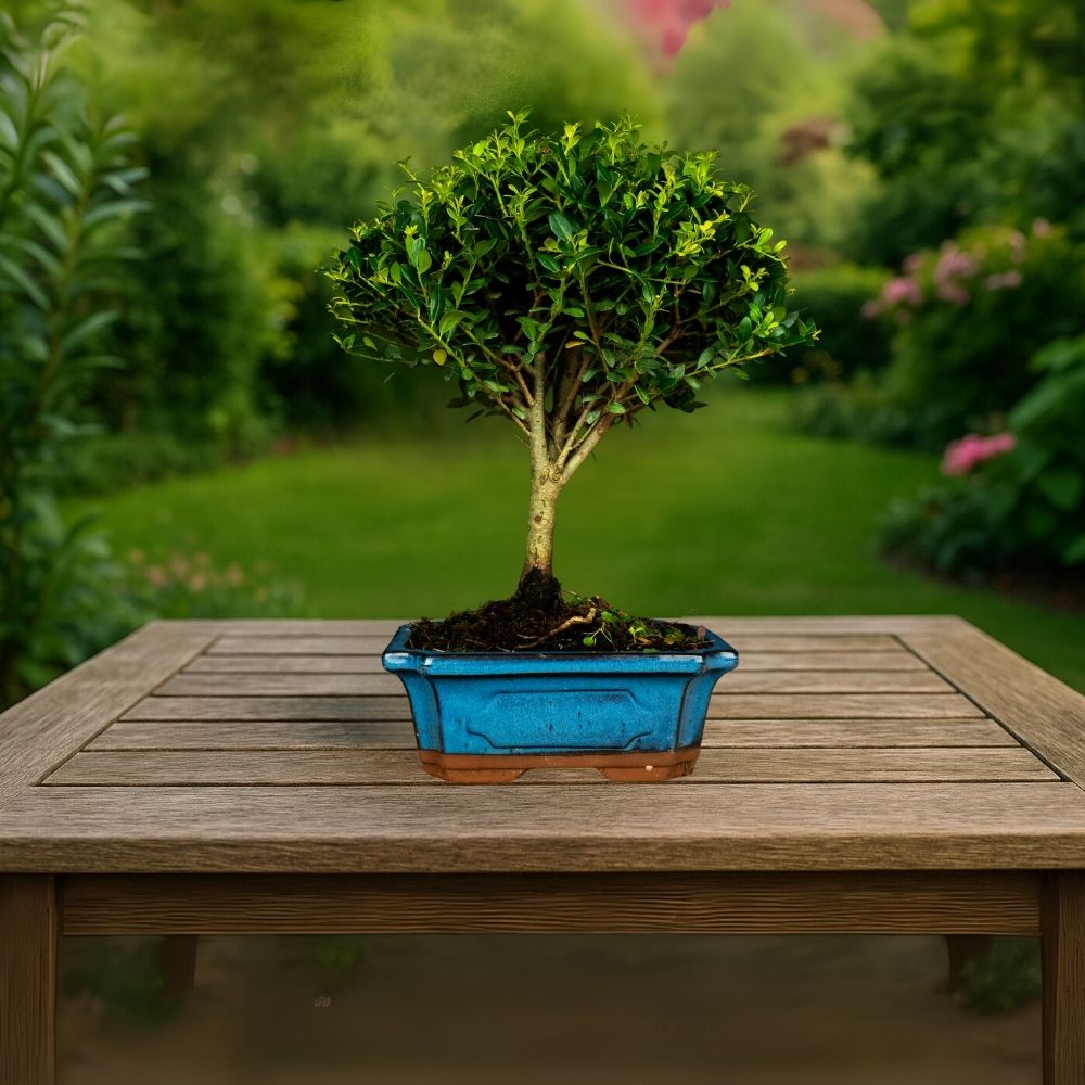 Testowe bonsai