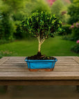 Testowe bonsai