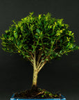 Testowe bonsai