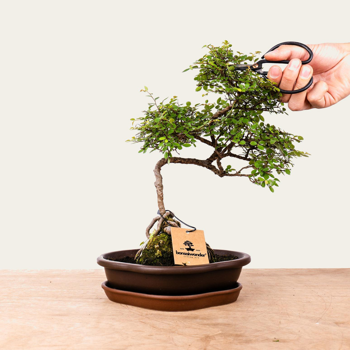 Zelkova Bonsai No.49