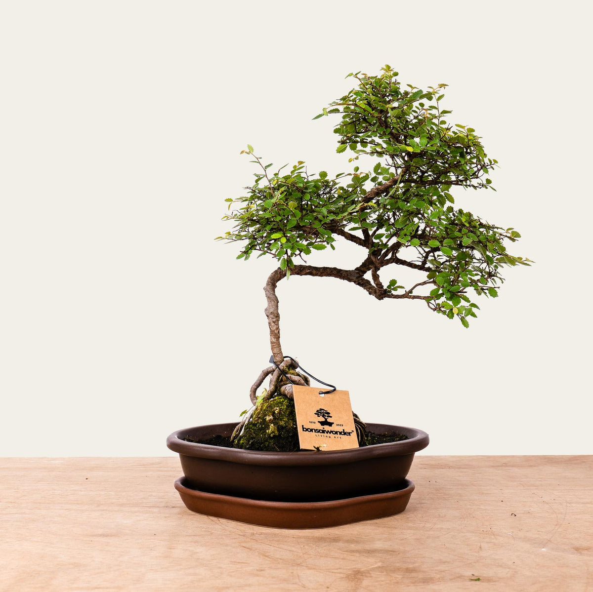 Zelkova Bonsai No.49