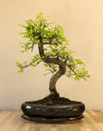 Zelkova Dai