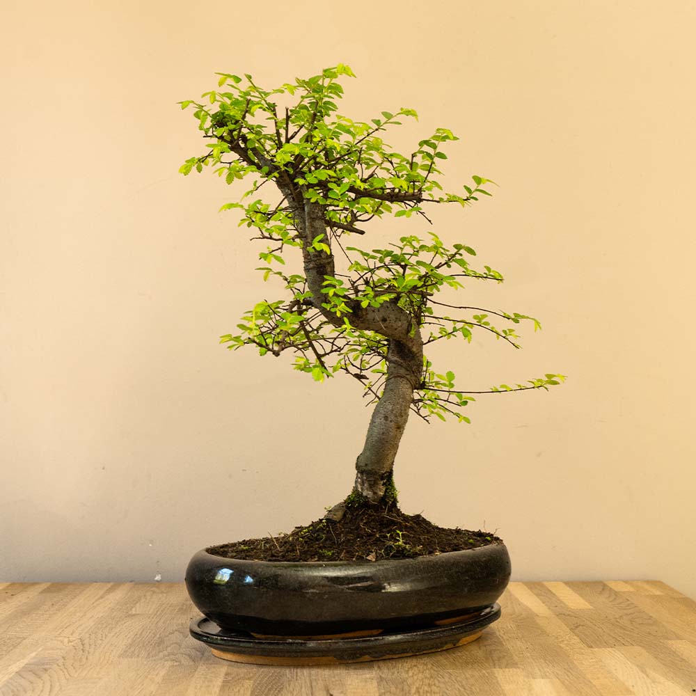Zelkova Dai