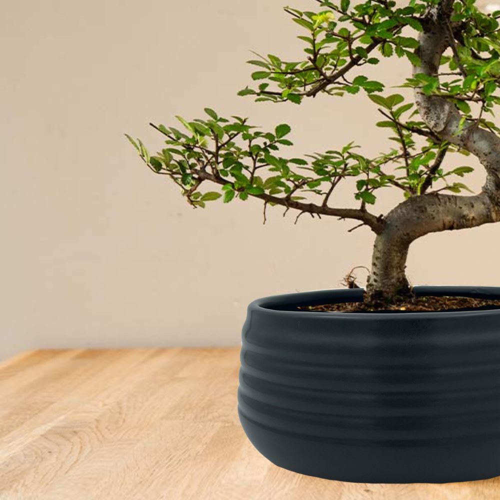 Zelkova Marui (zwart) inzoom op pot