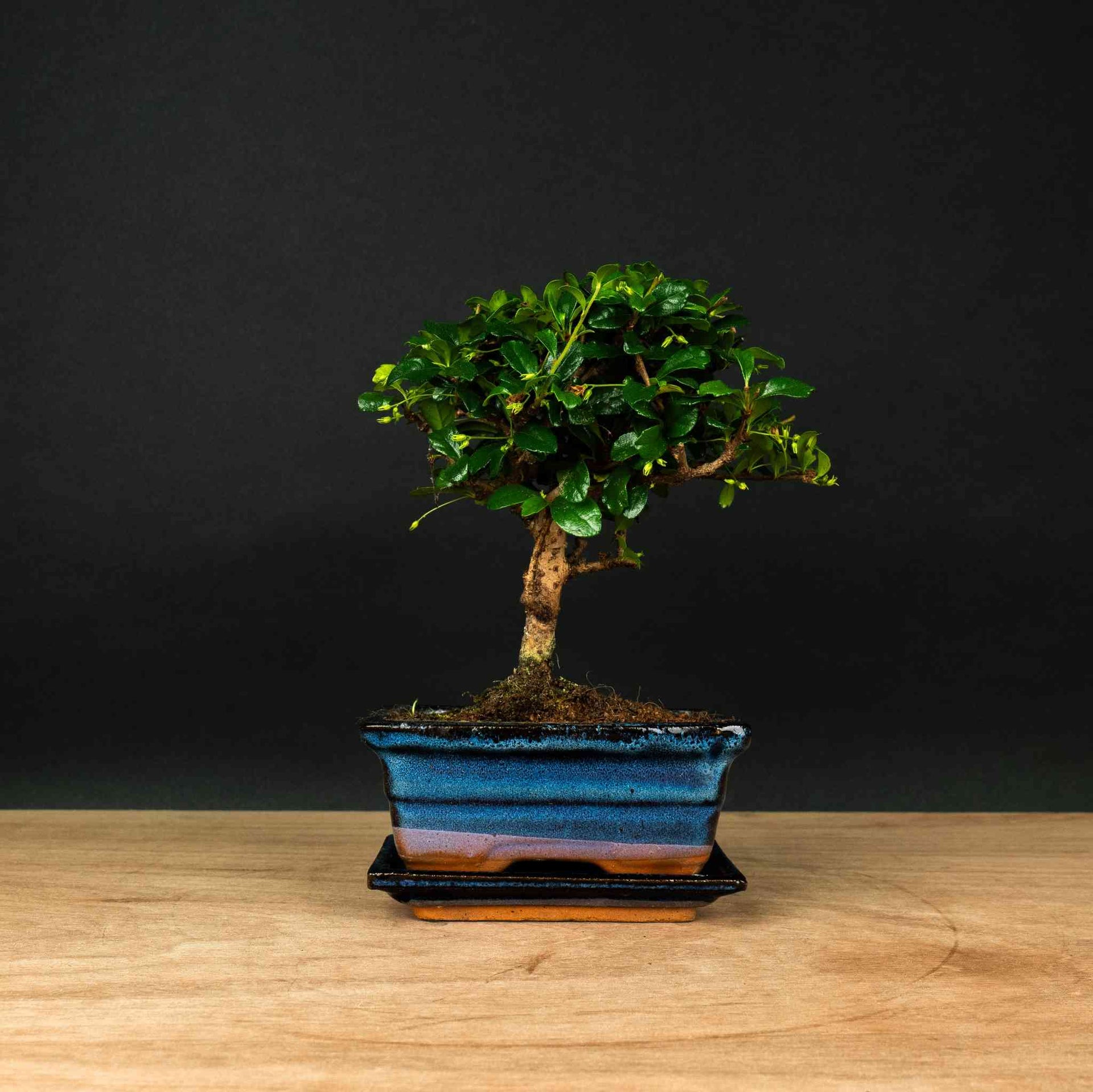 Carmona Ki - Bonsai – Elegant Fukien Tea, 25 cm