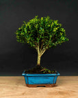 Testowe bonsai
